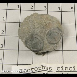 Mineral Specimen: Isorophus cincinnatiensis on Rafinesquina brachiopod from Ordovician, Marysville Form, Springdale, Hamilton Co, Ohio Mineral Specimen: Isorophus cincinnatiensis on Rafinesquina brachiopod from Ordovician, Marysville Form, Springdale, Hamilton Co, Ohio