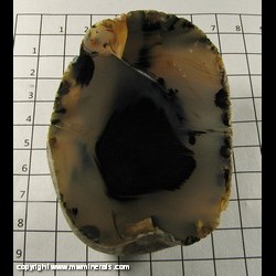 Mineral Specimen: Agate, Montana Dendritic from Montana Mineral Specimen: Agate, Montana Dendritic from Montana