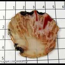 Mineral Specimen: Agate (lacquered) from Texas