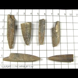 Mineral Specimen: Belemnites from Muskegon Co,  Michigan