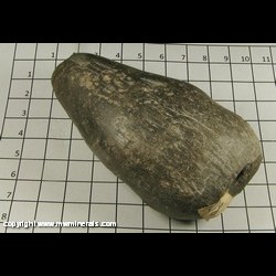 Mineral Specimen: Horn Coral, Waterworn from Lake Huron Beach, Oscoda, Iosco Co, Michigan Mineral Specimen: Horn Coral, Waterworn from Lake Huron Beach, Oscoda, Iosco Co, Michigan