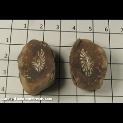 Mineral Specimen: Plant Fossil from Francis Creek Shale, Pennsylvanian Age, 300 million years old, Mazon Creek, Illinois Mineral Specimen: Plant Fossil from Francis Creek Shale, Pennsylvanian Age, 300 million years old, Mazon Creek, Illinois