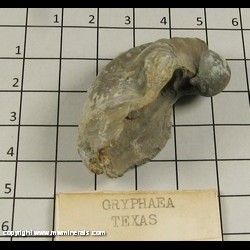 Minerals Specimen: Gryphaea from Texas Minerals Specimen: Gryphaea from Texas