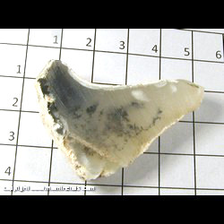 Mineral Specimen: Opal, Dendritic (sawed) from Brazil Mineral Specimen: Opal, Dendritic (sawed) from Brazil