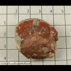Mineral Specimen: Agatized Red Horn Coral from Red Horn Coral occurance, Rileys Canyon, Woodland, Summit Co, Utah Mineral Specimen: Agatized Red Horn Coral from Red Horn Coral occurance, Rileys Canyon, Woodland, Summit Co, Utah
