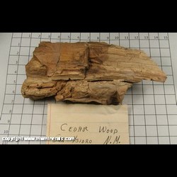 Mineral Specimen: Petrified Wood, Cedar from San Ysidro area, Sandoval Co,  New Mexico