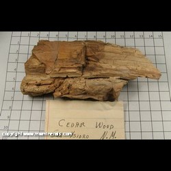 Mineral Specimen: Petrified Wood, Cedar from San Ysidro area, Sandoval Co, New Mexico Mineral Specimen: Petrified Wood, Cedar from San Ysidro area, Sandoval Co, New Mexico