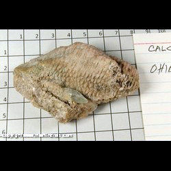 Mineral Specimen: Calcite (blue) on Coral Fossil from Ohio