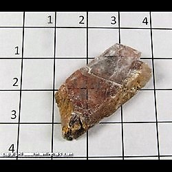 Mineral Specimen: Copper Included in Selenite from Old Mission Mine, Pima Co, Arizona Mineral Specimen: Copper Included in Selenite from Old Mission Mine, Pima Co, Arizona