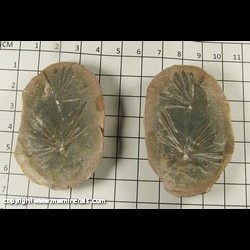 Mineral Specimen: Plant Fossil from Francis Creek Shale, Pennsylvanian Age, 300 million years old, Mazon Creek, Illinois Mineral Specimen: Plant Fossil from Francis Creek Shale, Pennsylvanian Age, 300 million years old, Mazon Creek, Illinois