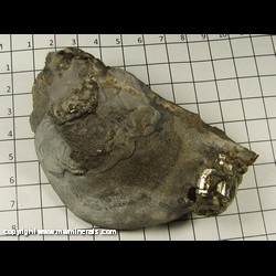 Mineral Specimen: Pyrite in New Albany Shale from American Aggregates Corp. Quarry. Indianapolis. Marion Co.. Indiana Mineral Specimen: Pyrite in New Albany Shale from American Aggregates Corp. Quarry. Indianapolis. Marion Co.. Indiana