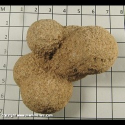 Mineral Specimen: Sand Concretion from Albuquerque, New Mexico