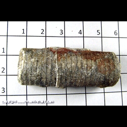 Mineral Specimen: Crinoid Stem from Indiana Mineral Specimen: Crinoid Stem from Indiana