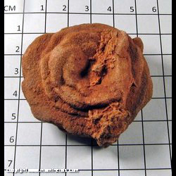 Mineral Specimen: Barite Rose from Norman, Oklahoma