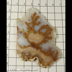 Mineral Specimen: Plume Agate Slice (lacquered) from Chihuahua, Mexico