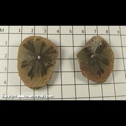 Minerals Specimen: Plant Fossil from Francis Creek Shale, Pennsylvanian Age, 300 million years old, Mazon Creek, Illinois Minerals Specimen: Plant Fossil from Francis Creek Shale, Pennsylvanian Age, 300 million years old, Mazon Creek, Illinois