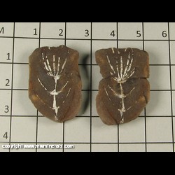 Mineral Specimen: Plant Fossil from Francis Creek Shale, Pennsylvanian Age, 300 million years old, Mazon Creek, Illinois Mineral Specimen: Plant Fossil from Francis Creek Shale, Pennsylvanian Age, 300 million years old, Mazon Creek, Illinois
