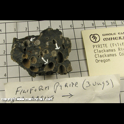 Minerals Specimen: Pyrite variety Filiform (3 small crystals in vugs) from Clackamas River, Clackamas Co, Oregon Minerals Specimen: Pyrite variety Filiform (3 small crystals in vugs) from Clackamas River, Clackamas Co, Oregon