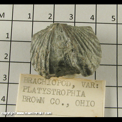 Minerals Specimen: Brachipod, Platystophia from Brown Co, Ohio Minerals Specimen: Brachipod, Platystophia from Brown Co, Ohio