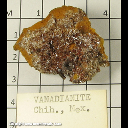 Minerals Specimen: Endlichite (Arsenian Vanadinite) from Mina Erupcion, Los Lamentos, Chihuahua, Mexico Minerals Specimen: Endlichite (Arsenian Vanadinite) from Mina Erupcion, Los Lamentos, Chihuahua, Mexico