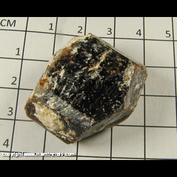 Minerals Specimen: Dravite Tourmaline from Yinnietharra, Upper Gascoyne Shire, Western Australia, Australia Minerals Specimen: Dravite Tourmaline from Yinnietharra, Upper Gascoyne Shire, Western Australia, Australia