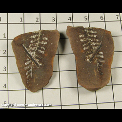 Mineral Specimen: Plant Fossil from Francis Creek Shale, Pennsylvanian Age, 300 million years old, Mazon Creek, Illinois Mineral Specimen: Plant Fossil from Francis Creek Shale, Pennsylvanian Age, 300 million years old, Mazon Creek, Illinois