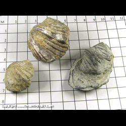 Mineral Specimen: Brachipods - 3 from Taylorsville, Spencer Co, Kentucky Mineral Specimen: Brachipods - 3 from Taylorsville, Spencer Co, Kentucky