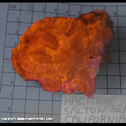 Mineral Specimen: Halite, SW Fluorescent from Salton Sea, Imperial Co, California Mineral Specimen: Halite, SW Fluorescent from Salton Sea, Imperial Co, California