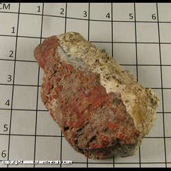 Mineral Specimen: Agatized Red Horn Coral from Red Horn Coral occurance, Rileys Canyon, Woodland, Summit Co, Utah Mineral Specimen: Agatized Red Horn Coral from Red Horn Coral occurance, Rileys Canyon, Woodland, Summit Co, Utah