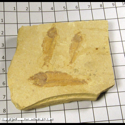 Mineral Specimen: Fossil Fish from Green River Formation, Eocene, Wyoming Mineral Specimen: Fossil Fish from Green River Formation, Eocene, Wyoming