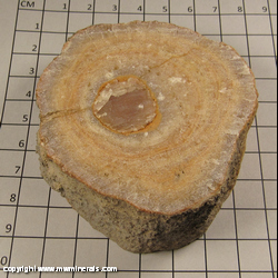Mineral Specimen: Calcite Stalactite, Sliced from Chihuahua, Mexico Mineral Specimen: Calcite Stalactite, Sliced from Chihuahua, Mexico