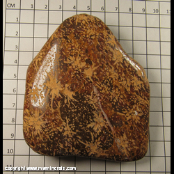Mineral Specimen: Jasper (actually Rhyolite) variety Starburst aka Spider from Chihuahua, Mexico