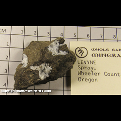 Mineral Specimen: Levyne-(Ca) in Basalt from Spray, Wheeler Co, Oregon Mineral Specimen: Levyne-(Ca) in Basalt from Spray, Wheeler Co, Oregon