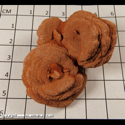 Mineral Specimen: Barite Roses from Norman, Oklahoma Mineral Specimen: Barite Roses from Norman, Oklahoma
