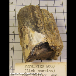 Mineral Specimen: Petrified Wood Limb from Blue Forest, Eden Valley, Sweetwater Co., Wyoming Mineral Specimen: Petrified Wood Limb from Blue Forest, Eden Valley, Sweetwater Co., Wyoming