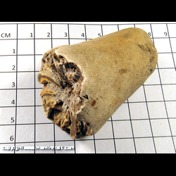 Mineral Specimen: Fossil Cephlapod from Alpena Co., Michigan