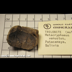 Mineral Specimen: Trilobite, Metacryphaeus (mold, repaired) from Patacamaya, Bolivia