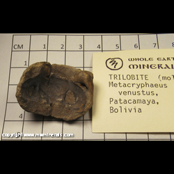 Mineral Specimen: Trilobite, Metacryphaeus (mold, repaired) from Patacamaya, Bolivia Mineral Specimen: Trilobite, Metacryphaeus (mold, repaired) from Patacamaya, Bolivia