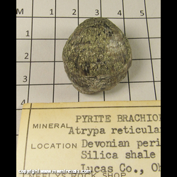 Mineral Specimen: Pyritized Brachipod - Atrypa Reticularis from Devonian period, Silica Shale formation, Lucas Co., Ohio Mineral Specimen: Pyritized Brachipod - Atrypa Reticularis from Devonian period, Silica Shale formation, Lucas Co., Ohio