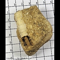 Mineral Specimen: Crinoid Stem from Southern Indiana Mineral Specimen: Crinoid Stem from Southern Indiana