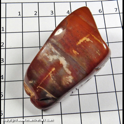 Mineral Specimen: Petrified Wood from Escalante, Garfield Co., Utah
