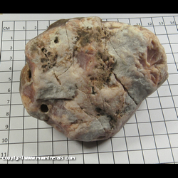 Mineral Specimen: Agate, Michigan Oolitic - Chert with possible internal banding from Brighton Twp,  Livingston Co,  Michigan