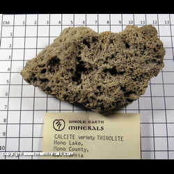 Mineral Specimen: Calcite variety Thinolite from Mono Lake, Mono Co, California Mineral Specimen: Calcite variety Thinolite from Mono Lake, Mono Co, California