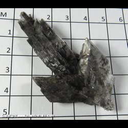 Mineral Specimen: Selenite variety: Black Fishtail Twin from Oskaloosa coal mines, Mahaska Co, Iowa Mineral Specimen: Selenite variety: Black Fishtail Twin from Oskaloosa coal mines, Mahaska Co, Iowa