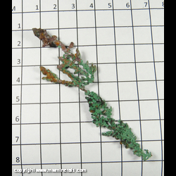 Mineral Specimen: Malachite on Copper Crystals from Oumjrane mines, Alnif, Tarhbalt, Er Rachidia Prov., Draa-Tafilalet Region, Morocco Mineral Specimen: Malachite on Copper Crystals from Oumjrane mines, Alnif, Tarhbalt, Er Rachidia Prov., Draa-Tafilalet Region, Morocco