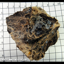 Mineral Specimen: Stromatolite (fossil algae) from Australia Mineral Specimen: Stromatolite (fossil algae) from Australia
