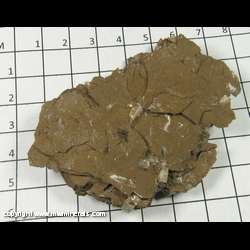 Mineral Specimen: Shortite Crystals in Claystone Matrix from Green River Formation,Sweetwater Co., Wyoming Mineral Specimen: Shortite Crystals in Claystone Matrix from Green River Formation,Sweetwater Co., Wyoming