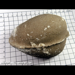 Mineral Specimen: Fossil Beefheart (bivalve), Druze Calcite, Celestine from Clay Center, Ohio Mineral Specimen: Fossil Beefheart (bivalve), Druze Calcite, Celestine from Clay Center, Ohio