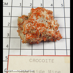 Mineral Specimen: Crocoite, Gibbsite from Adelaide Mine, Dundas, Tasmania, Australia Mineral Specimen: Crocoite, Gibbsite from Adelaide Mine, Dundas, Tasmania, Australia