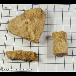 Mineral Specimen: Crinoid Stems from Kentucky Mineral Specimen: Crinoid Stems from Kentucky